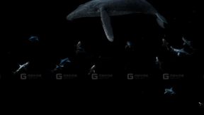 鲸鱼模型 Whale Model