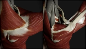 3D可视化肩关节环转运动解析