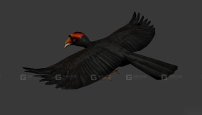 犀鸟 Hornbill 2