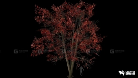 【UE】酸叶石楠树  Sourwood Trees