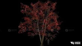 【UE】酸叶石楠树  Sourwood Trees