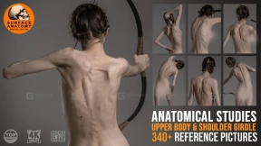 340+研究学习解剖n女性上半身pose参考图片 340+ Anatomical Studies Upper Body and Shoulder Girdle
