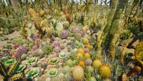 【UE】仙人掌植物 沙漠花园  Cactus Plants  Desert Garden