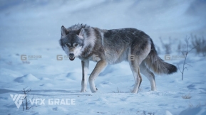 野狼绑定模型 Wolf Animation – VFX Grace