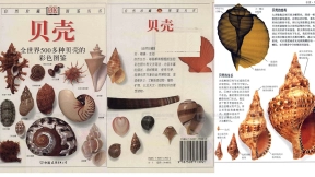 五百多种贝壳的全彩图鉴临摹素材 500 kinds of seashell full-color illustrated copy reference