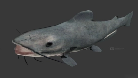 鲶鱼 Catfish 2