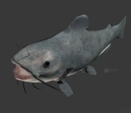 鲶鱼 Catfish 2