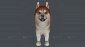 哈士奇 Husky 21