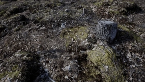 【UE】森林地表  Forest Floor