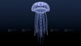 发光水母  Glowing Jellyfish