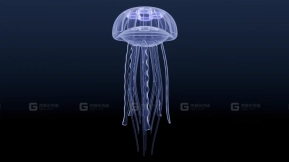 发光水母  Glowing Jellyfish