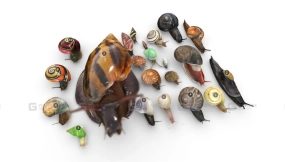 写实蜗牛模型合集 collection of snails from around the world