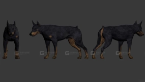 杜宾犬 Doberman pincher 6