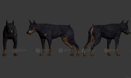 杜宾犬 Doberman pincher 6