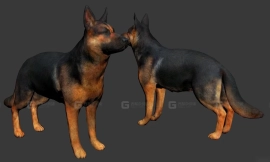 牧羊犬 Shepherd dog 2