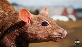 【UE】动物王国 - 老鼠  Animalia - Rat