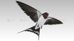 【UE】仓燕燕子鸟