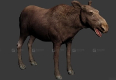 驼鹿母鹿 Moose Cow 10