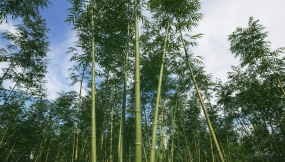 【UE】竹子植物包  Bamboo Plants Pack
