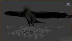 乌鸦 Crow 6
