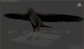 乌鸦 Crow 6