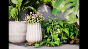【UE】盆栽植物包