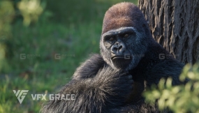 大猩猩模型 Silverback Gorilla 3D Model Rigged for Realistic Animations in Blender