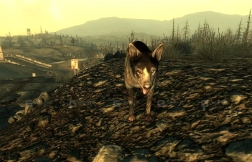 狗 Dog 7