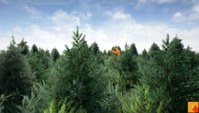 【UE】于格松树丛  Yughues Pine Bushes