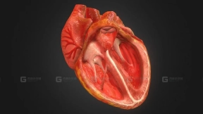 3D动画写实人体心脏V2.0 3d Animated Realistic Human Heart - V2.0