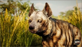 【UE】条纹鬣狗(雄性)模型与动画 Animalia - Striped Hyena (male)