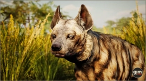 【UE】条纹鬣狗(雄性)模型与动画 Animalia - Striped Hyena (male)