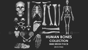 人类骨骼合集 - Human Bones Collection