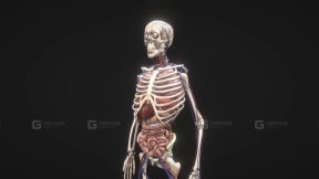 动画人体循环系统模型 Animated Human Body with circulatory system