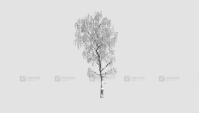 白桦树 birch tree