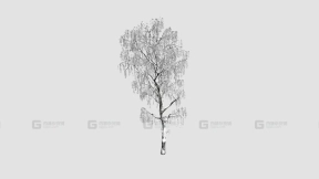 白桦树 birch tree