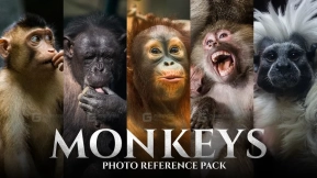 159张猴子艺术家照片参考 Monkeys - Photo Reference Pack For Artists 159 JPEGs