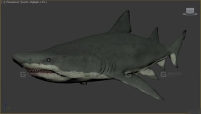 沙虎 Sand Tiger 21