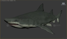沙虎 Sand Tiger 21