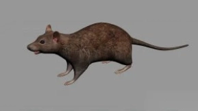 鼠 Rat 20