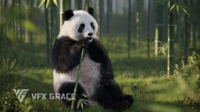 熊猫模型 Panda Animation  Vfx Grace