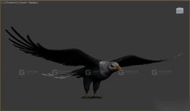 鹰 Eagle 16