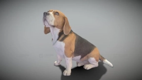 比格犬 18 Beagle dog 18