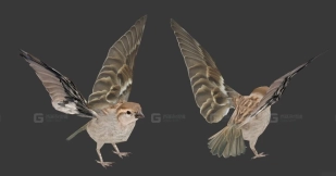 麻雀 Sparrow 5