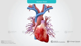 人类心脏带肺血管 Human Heart with Pulmonary Vessels