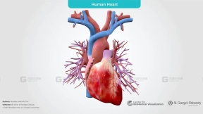人类心脏带肺血管 Human Heart with Pulmonary Vessels