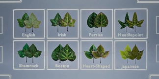 树叶合集  Leaves Collection