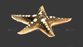 海星 Starfish 1