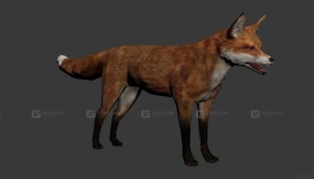 福克斯-Fox 3D model-3-0