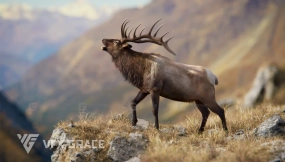 雄性麋鹿 Male Elk Animated Blender 3D Model
